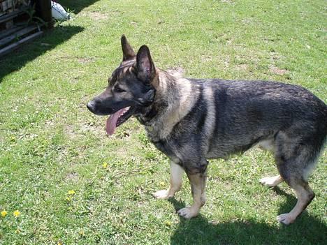 Schæferhund Wiliam (død) billede 2