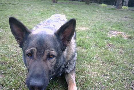 Schæferhund Wiliam (død) - uhhh... hvad er det?? billede 4