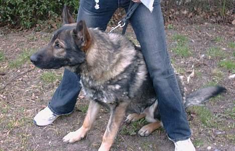 Schæferhund Wiliam (død) billede 6