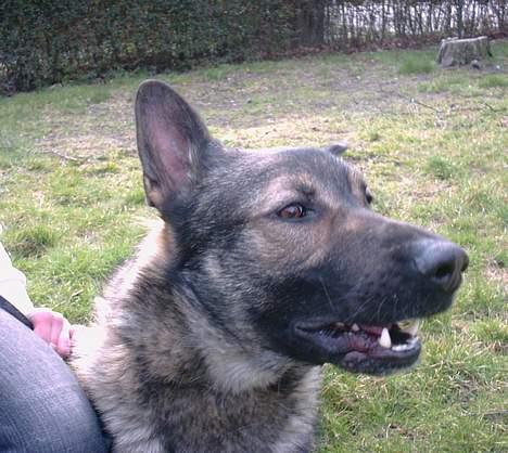 Schæferhund Wiliam (død) billede 9