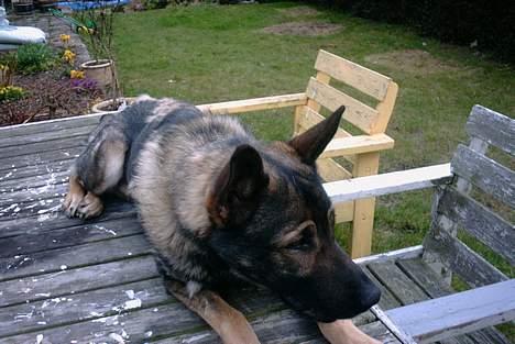 Schæferhund Wiliam (død) billede 11