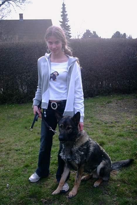 Schæferhund Wiliam (død) billede 12