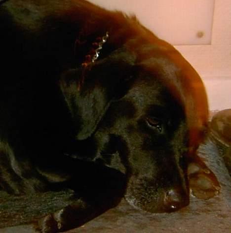 Labrador retriever Cami død - nær billed..! snok billede 1
