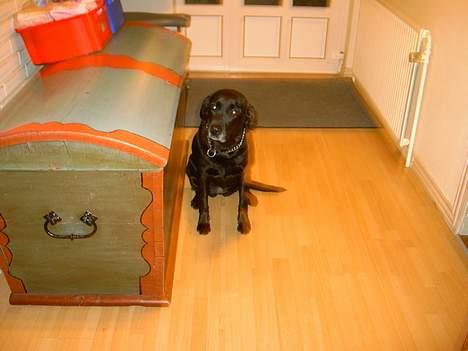 Labrador retriever Cami død - fiiiin billede 2