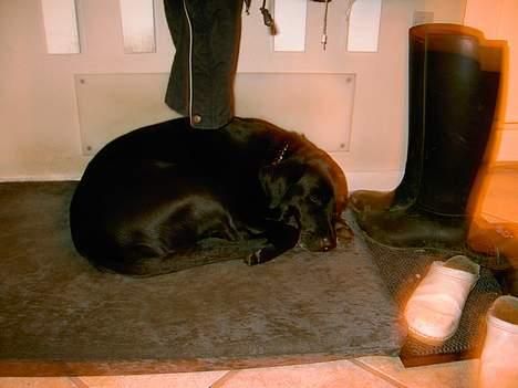 Labrador retriever Cami død billede 3