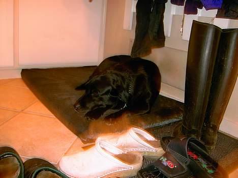 Labrador retriever Cami død - dovne cami billede 4