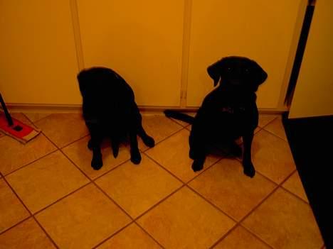 Labrador retriever Cami død - freja og cami  billede 5