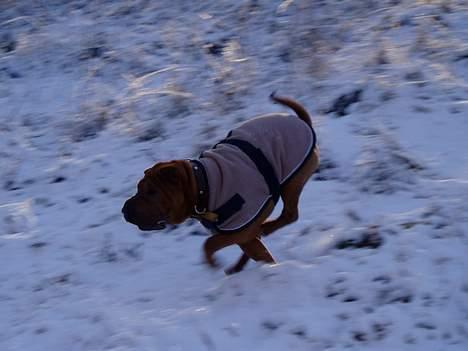 Shar pei louis - I fuld firspring i sverigeskoven billede 1