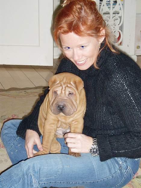 Shar pei louis - 1 dag hjemme, meget lille var man billede 2