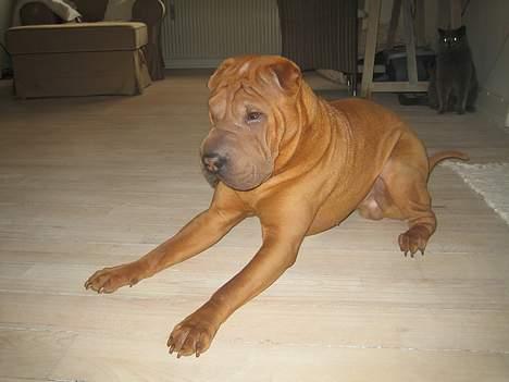 Shar pei louis - flot fyr ik billede 3