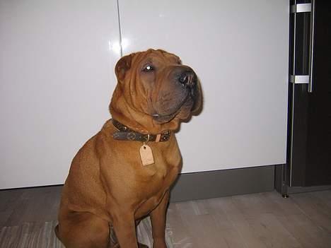 Shar pei louis - har lige lavet mit 1 kuld hvalpe billede 4