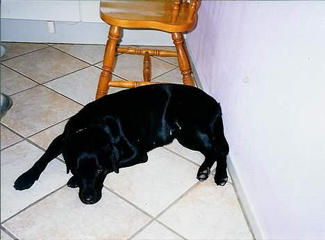 Labrador retriever Cami død - snork...! billede 6