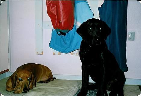 Labrador retriever Cami død - cami og tiggi billede 8