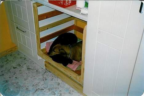 Gravhund Tiki Død - her sover Tiki og CAmi sammen!! billede 5