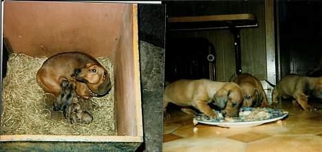 Gravhund Tiki Død - her har hun lige fået hvalpe-...! billede 6