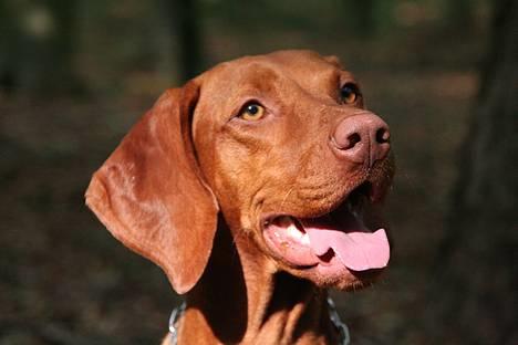 Vizsla Emmelie (Michens Alma) billede 1