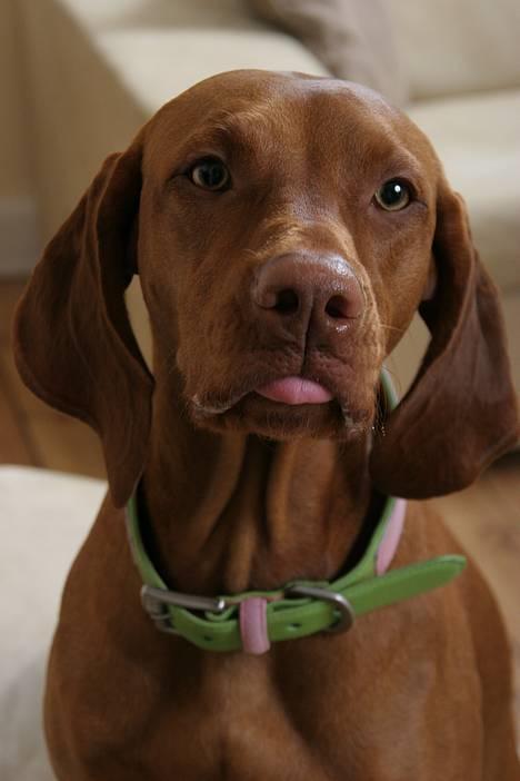 Vizsla Emmelie (Michens Alma) billede 2