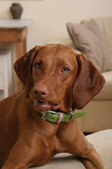 Vizsla Emmelie (Michens Alma) billede 3