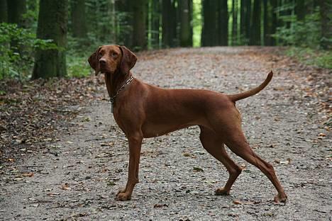 Vizsla Emmelie (Michens Alma) billede 5