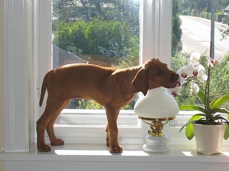 Vizsla Emmelie (Michens Alma) billede 6