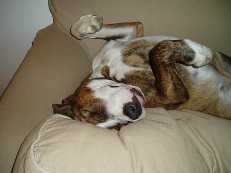 Amerikansk staffordshire terrier Nala - zzzz...sofa elskeren har fundet sin plads! Med tungen ude:o) billede 3