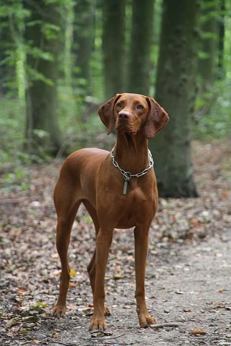 Vizsla Emmelie (Michens Alma) billede 7