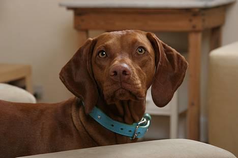 Vizsla Emmelie (Michens Alma) billede 9