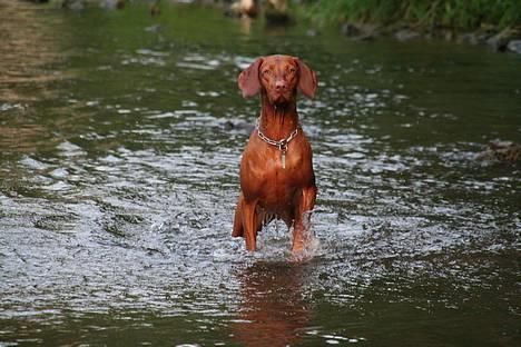 Vizsla Emmelie (Michens Alma) billede 10