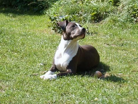 Amerikansk staffordshire terrier Emma - Hvem sagde Emma??... billede 4