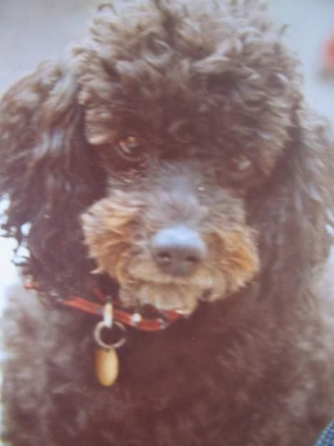 Dværgpuddel Rico(død) - Her er Rico.. :) billede 1