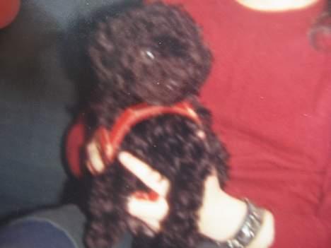 Dværgpuddel Rico(død) billede 3