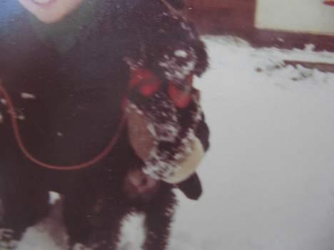 Dværgpuddel Rico(død) billede 4