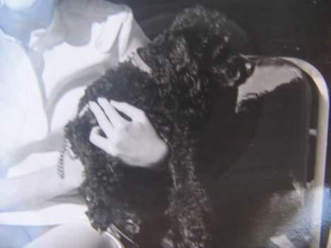 Dværgpuddel Rico(død) billede 7