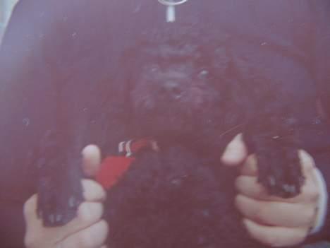 Dværgpuddel Rico(død) billede 8