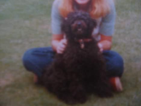 Dværgpuddel Rico(død) billede 9