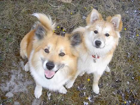 Islandsk fårehund Arco - Arco og veninde billede 3