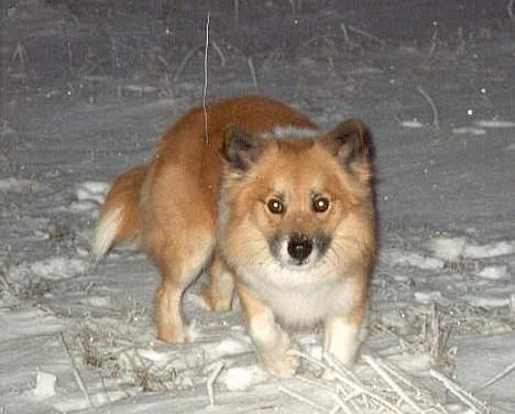 Islandsk fårehund Arco - Arco i sne om natten billede 5