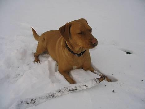 Labrador retriever Lady - dejligt med lidt sne billede 1