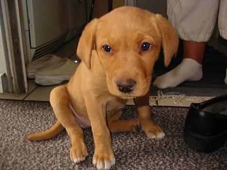 Labrador retriever Lady - 9 uger gl ...  Åh stakkels mig .... piv.. jeg er ny her i huset, moar hvor er du???  billede 2