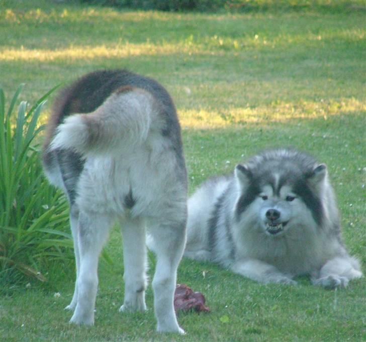 Siberian husky Dancer billede 2