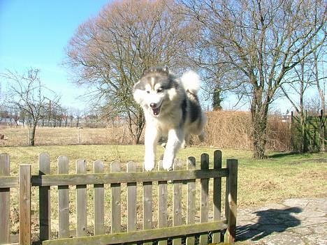 Siberian husky Dancer - Stakittet i haven som Dancer op til flere gange selv springer frivilligt over i løbet af dagen billede 3