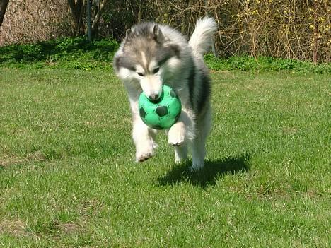 Siberian husky Dancer - Her er jeg så i MIN nye have billede 5