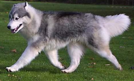 Siberian husky Dancer - Jeg svæver næsten billede 6