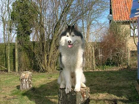 Siberian husky Dancer - Jaa træstuppen har jeg også patent på billede 7