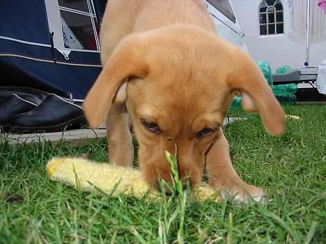 Labrador retriever Lady - uhm.. jeg elsker majs  og der er mange i marken endnu billede 3