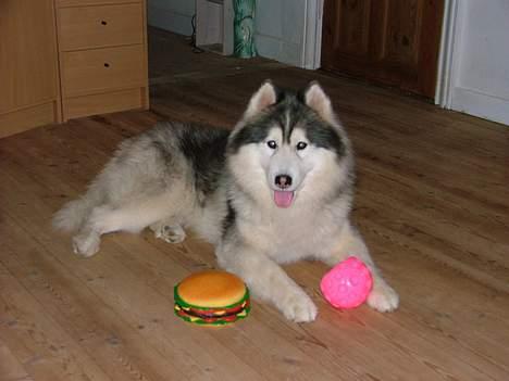 Siberian husky Dancer - Mit legetøj som jeg idag har destroeret billede 8