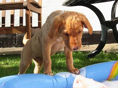 Labrador retriever Lady - hvad er det for noget ???? billede 8