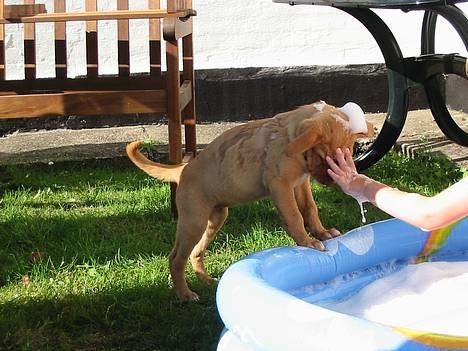 Labrador retriever Lady - hvorfor må jeg ikke prøve..... billede 7