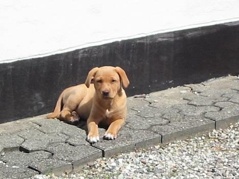 Labrador retriever Lady - 2 mdr. jeg holder vagt billede 6