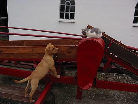 Labrador retriever Lady - Sofus kom og leg med mig... du er min bedste ven billede 4